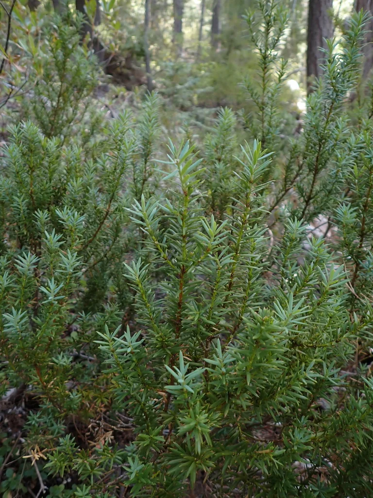 Taxus Brevifolia