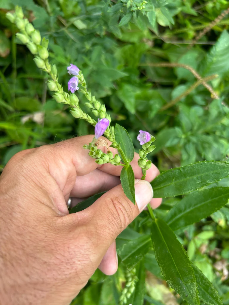 Physostegia Virginiana