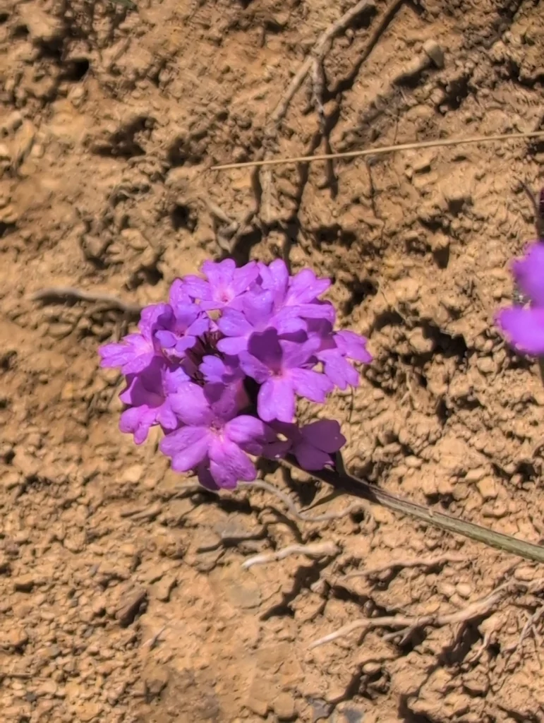 Verbena Rigida