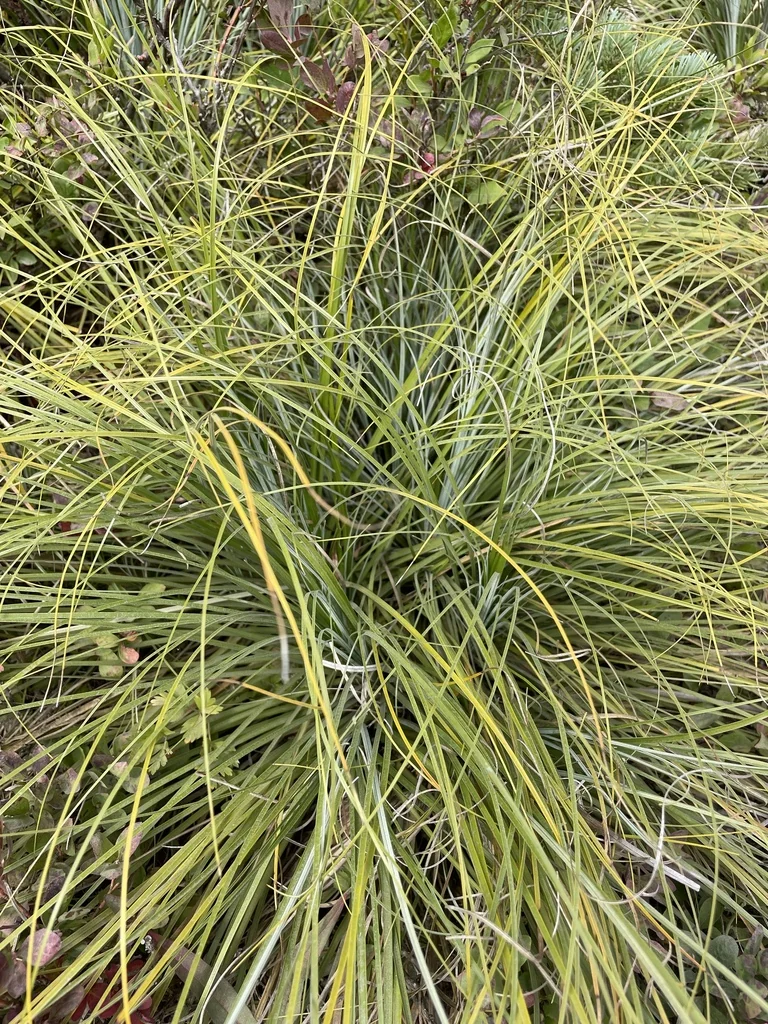 Xerophyllum Tenax