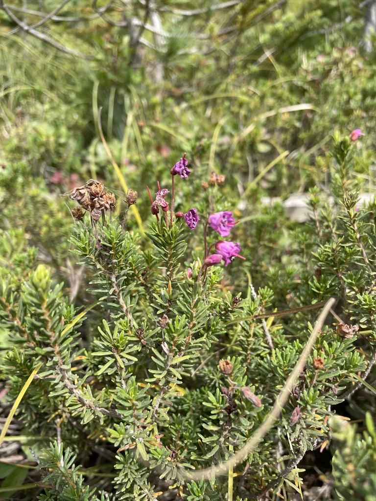 Phyllodoce Empetriformis