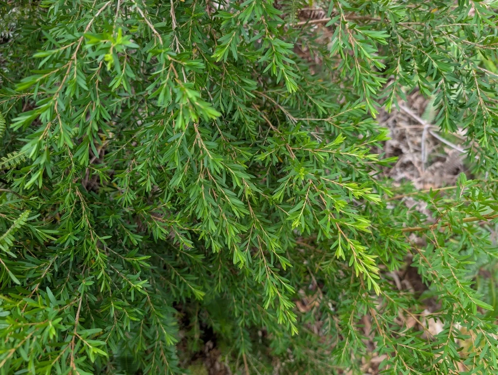 Leptospermum Scoparium