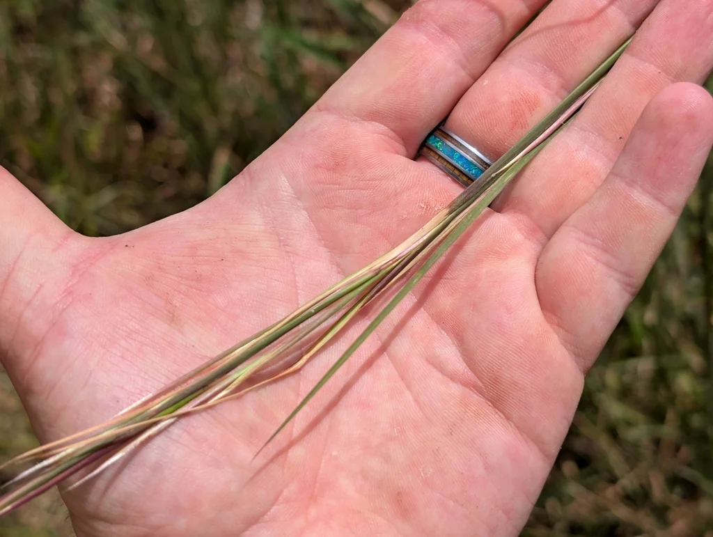 Andropogon Virginicus