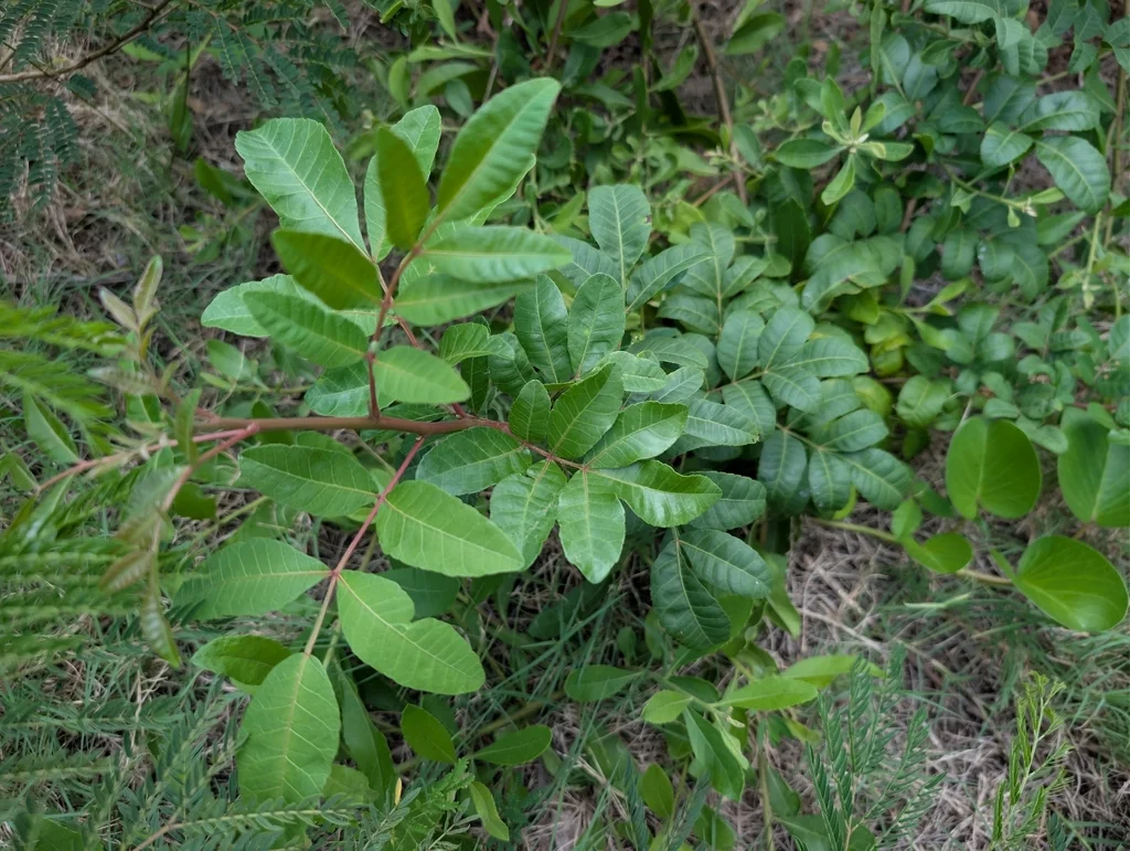 Schinus Terebinthifolius