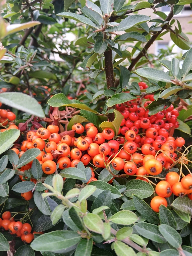 Pyracantha Coccinea