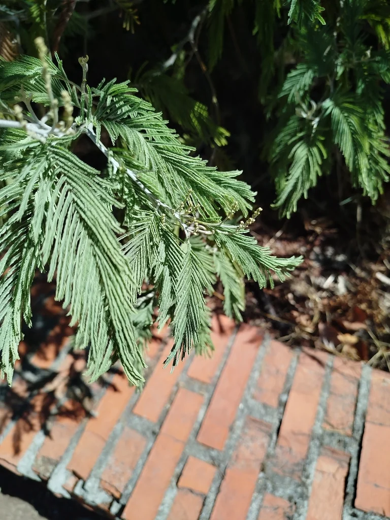 Acacia Dealbata