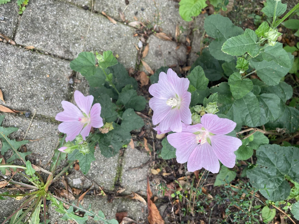 Lavatera Thuringiaca