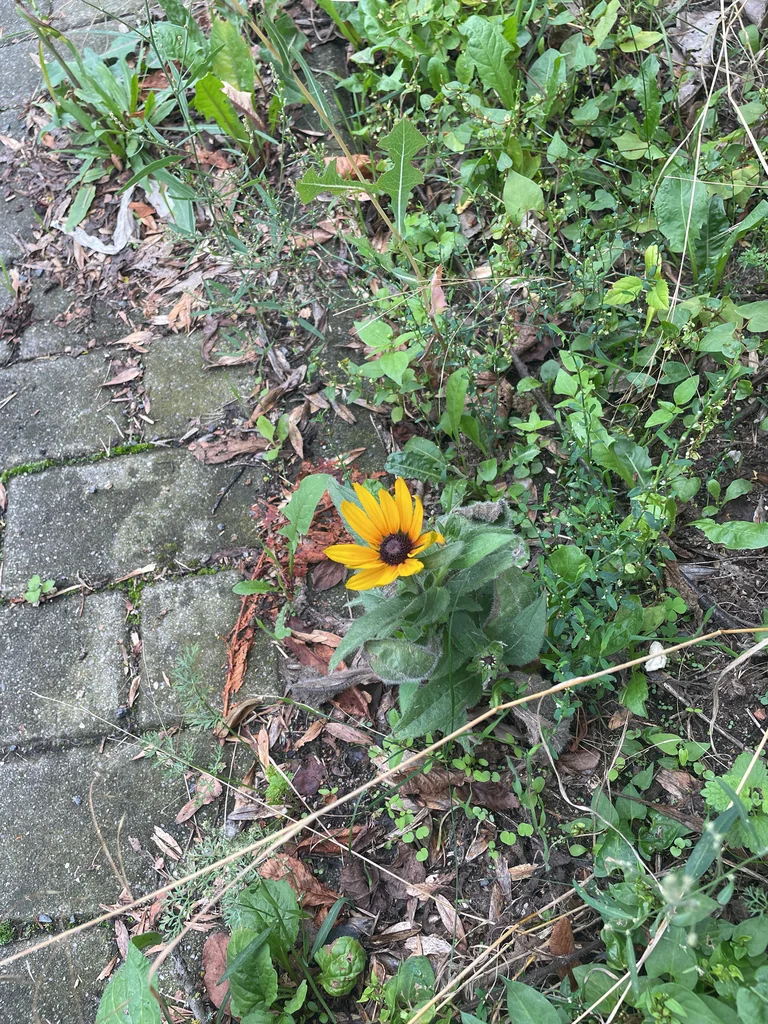 Rudbeckia Hirta