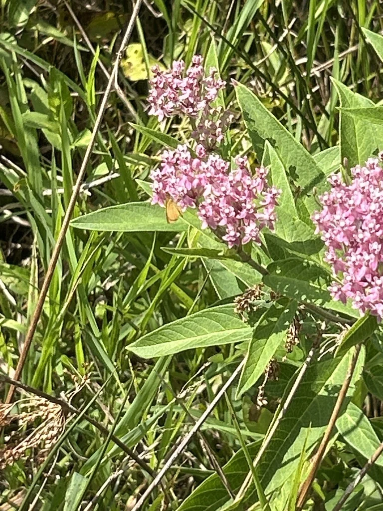 Asclepias Incarnata