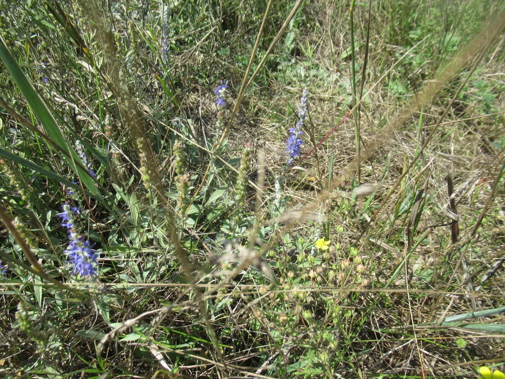 Veronica Spicata Incana