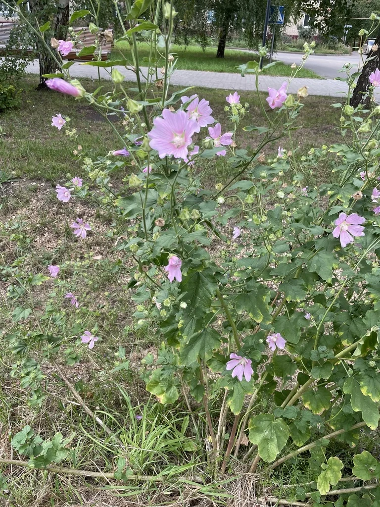 Lavatera Thuringiaca