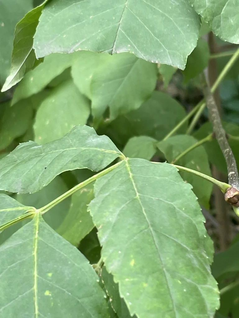 Fraxinus Pennsylvanica