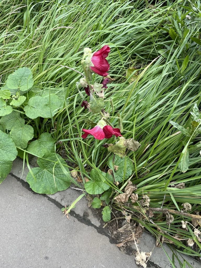 Alcea Rosea