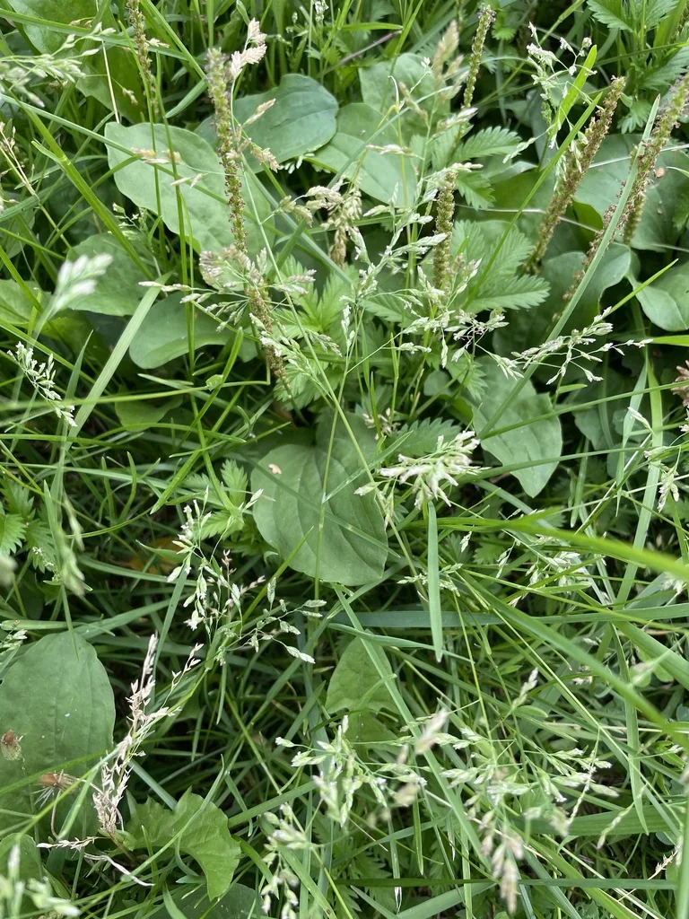 Poa Annua