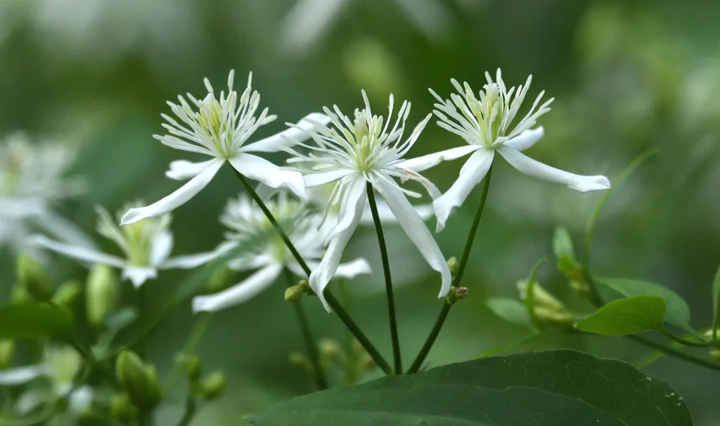 Clematis Ternifolia
