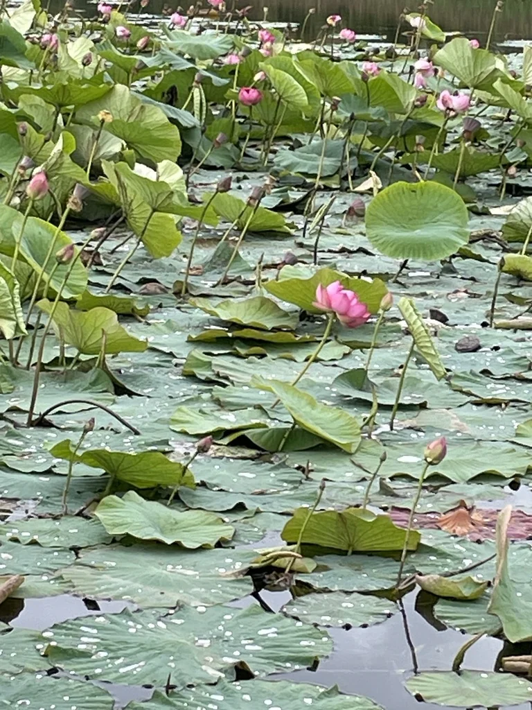 Nelumbo Nucifera