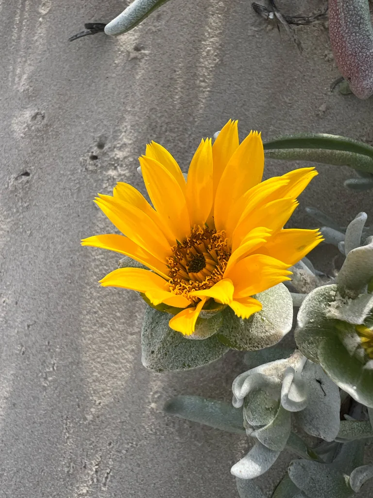 Didelta carnosa