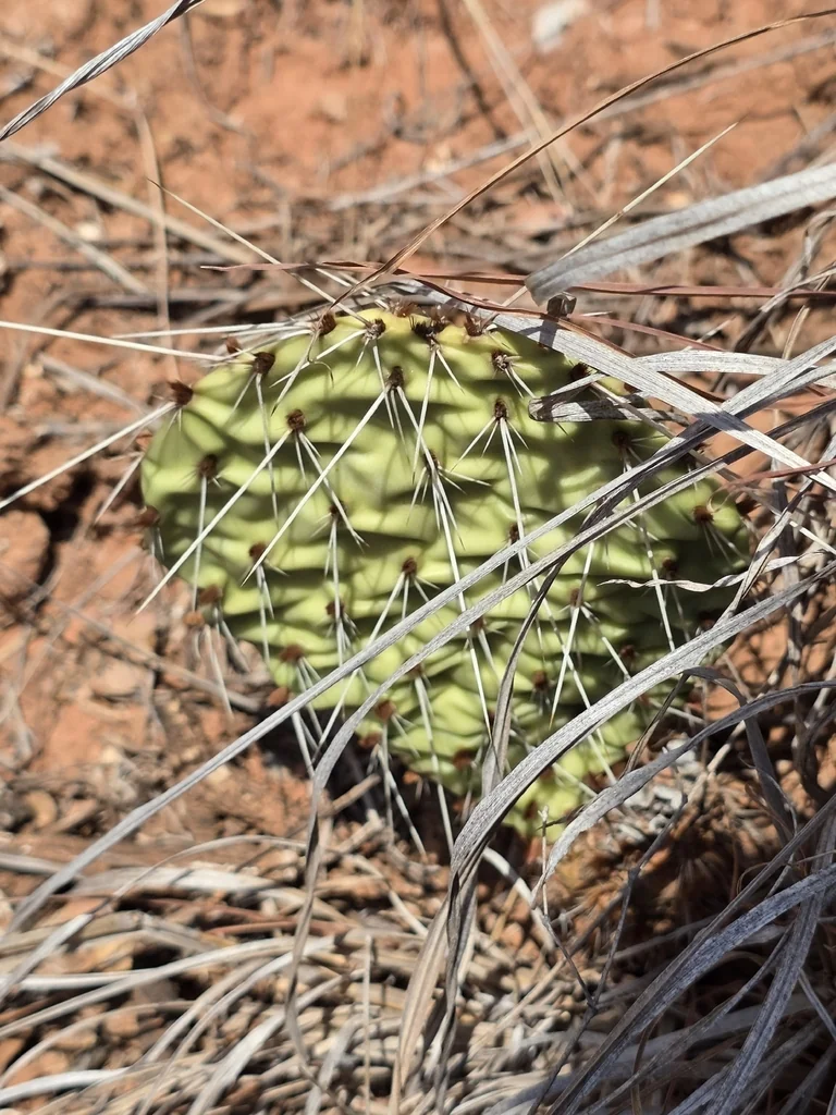 Opuntia Humifusa