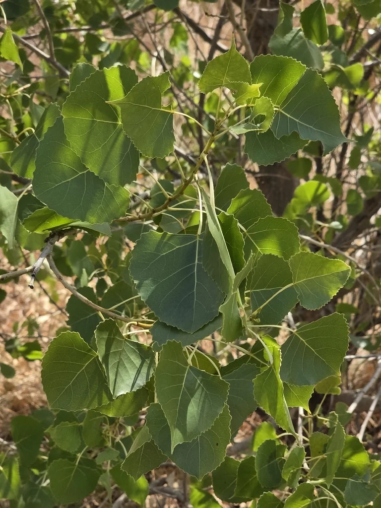 Populus Deltoides