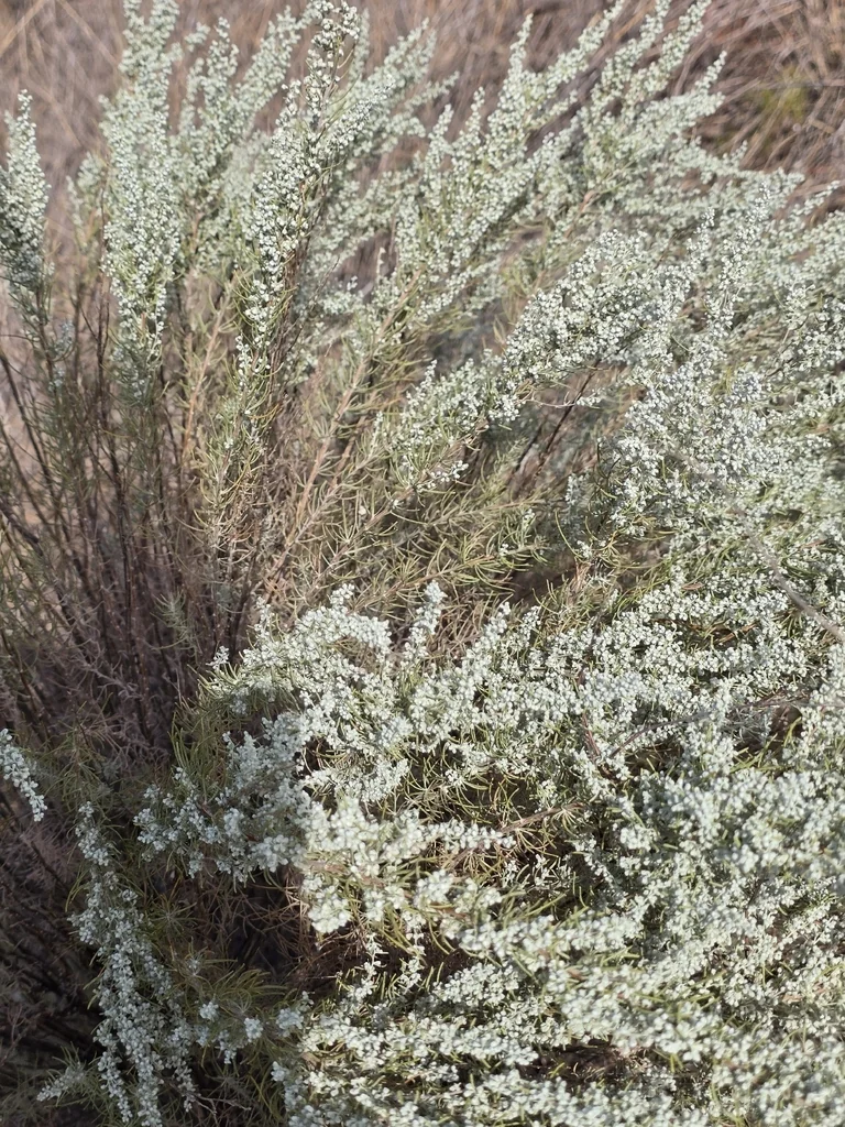 Artemisia Filifolia