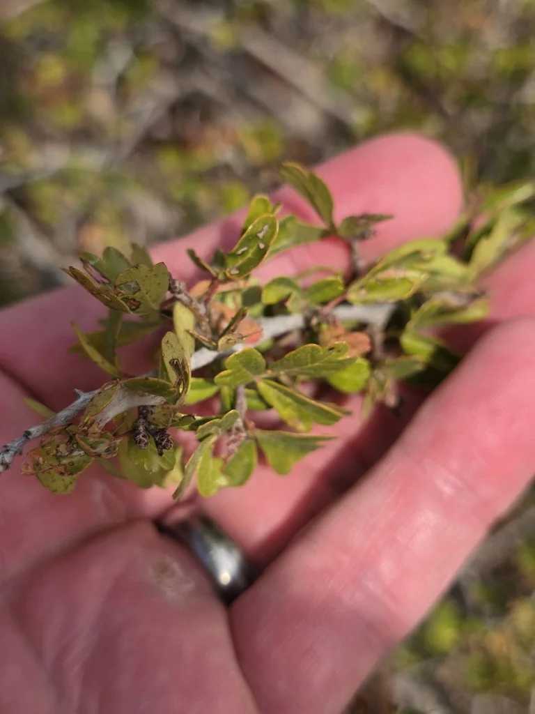 Rhus Aromatica