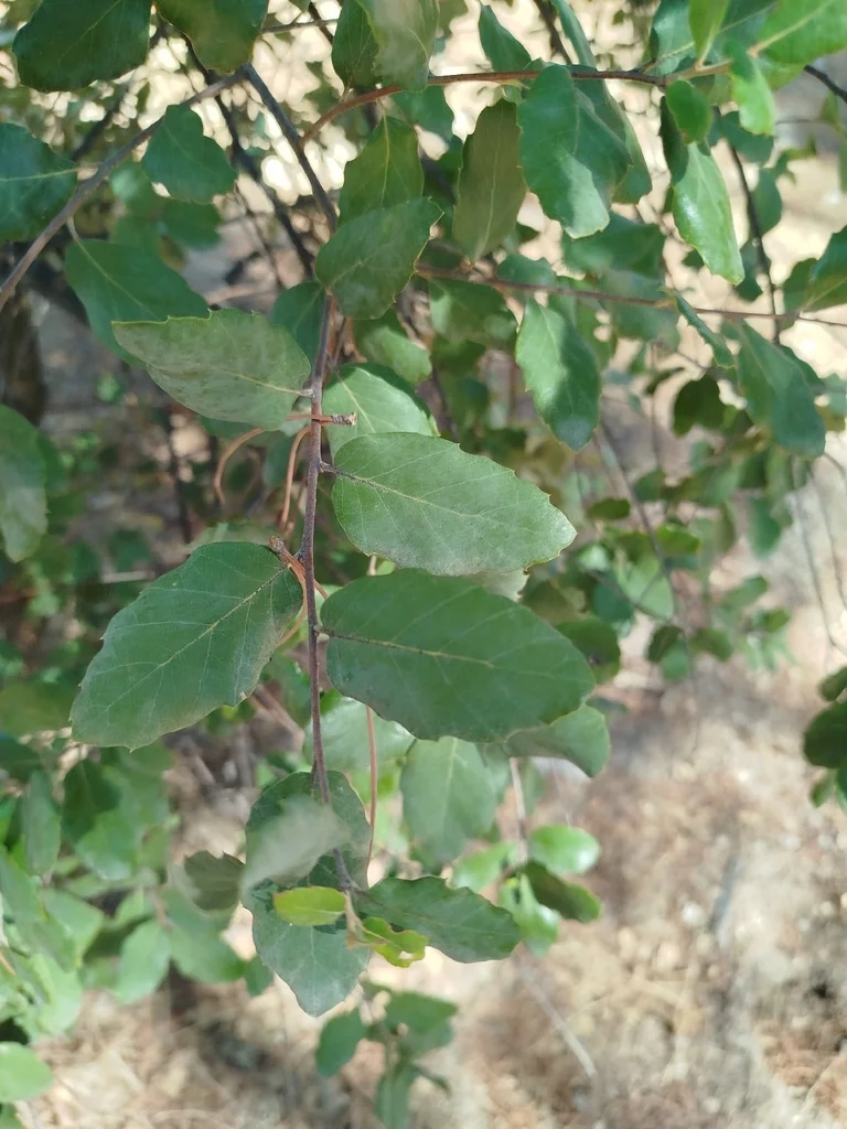 Quercus Suber