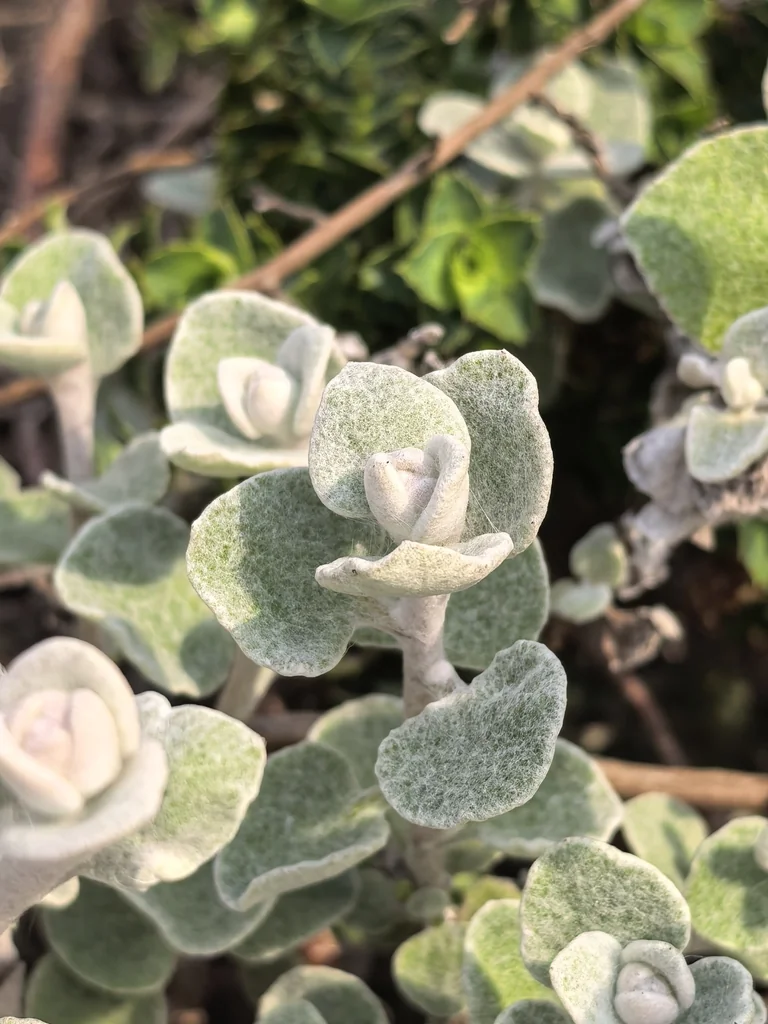 Helichrysum petiolare