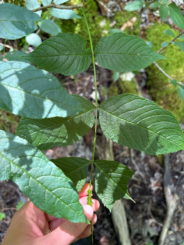 Fraxinus Nigra