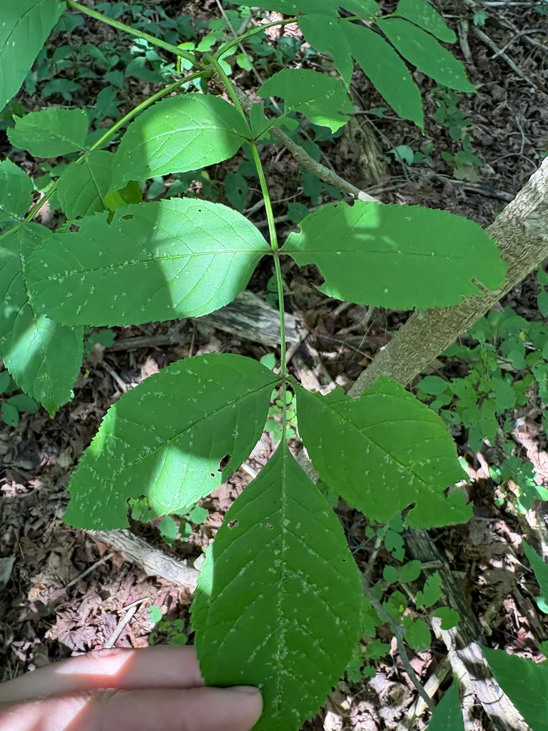 Fraxinus Nigra