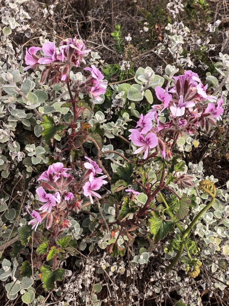 Pelargonium Cordifolium