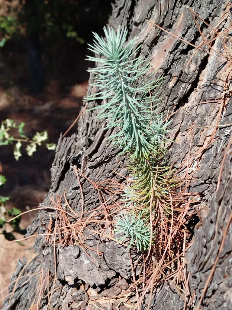 Pinus Pinea