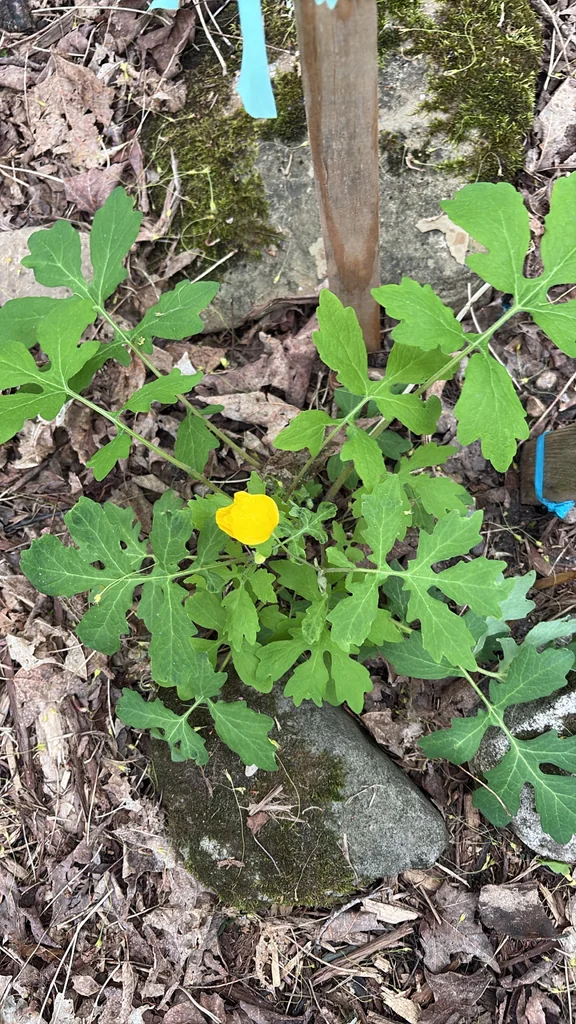 Stylophorum Diphyllum