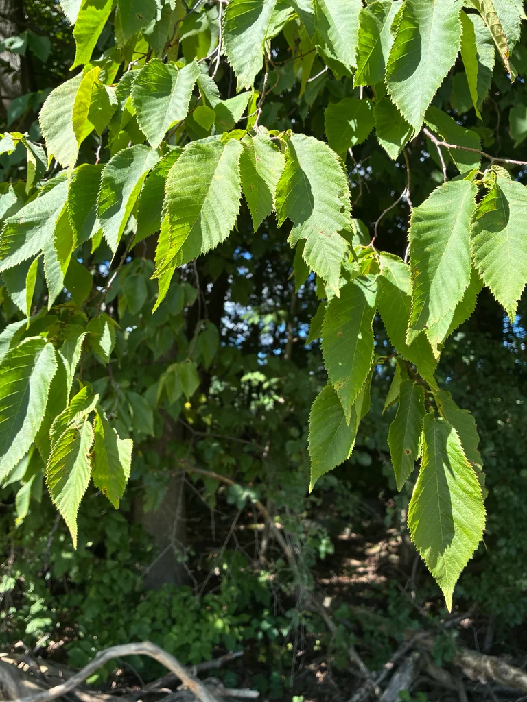 Ostrya Virginiana