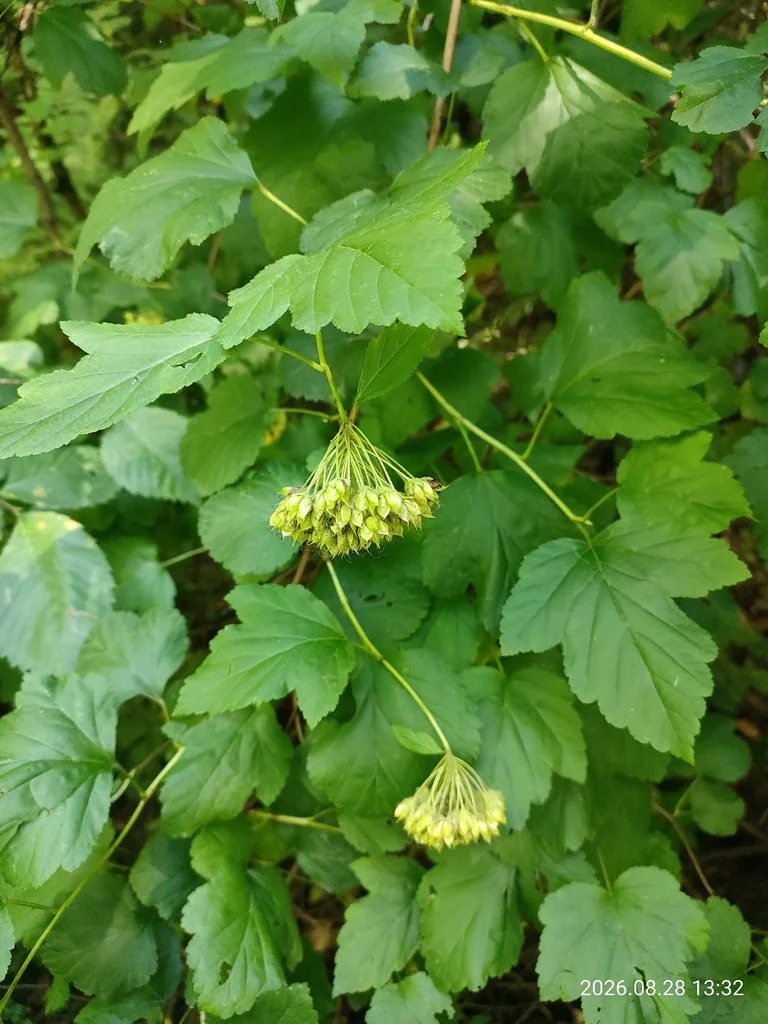 Physocarpus opulifolius