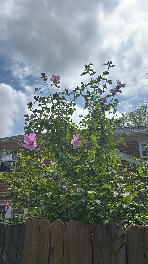 Hibiscus syriacus