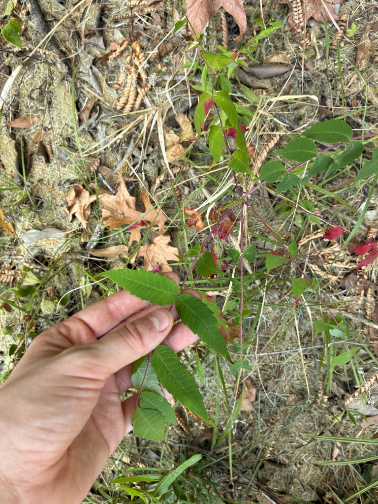 Rhus Glabra
