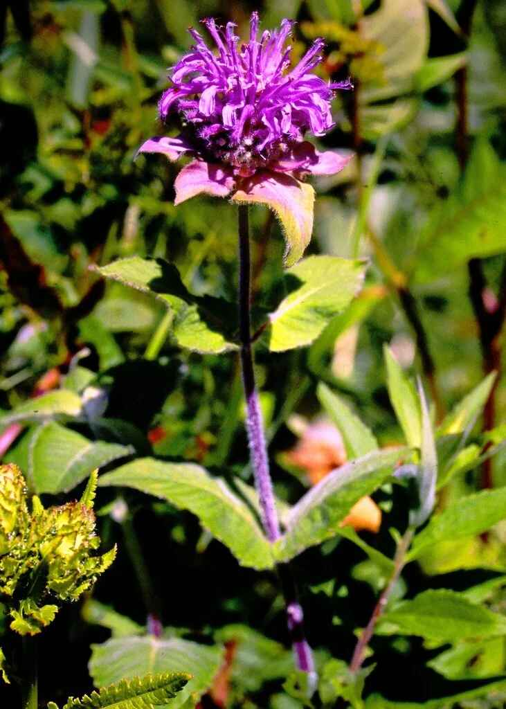 Monarda fistulosa