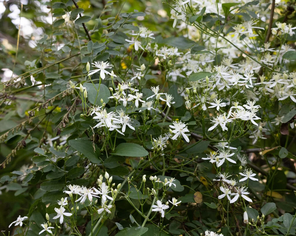Clematis Ternifolia