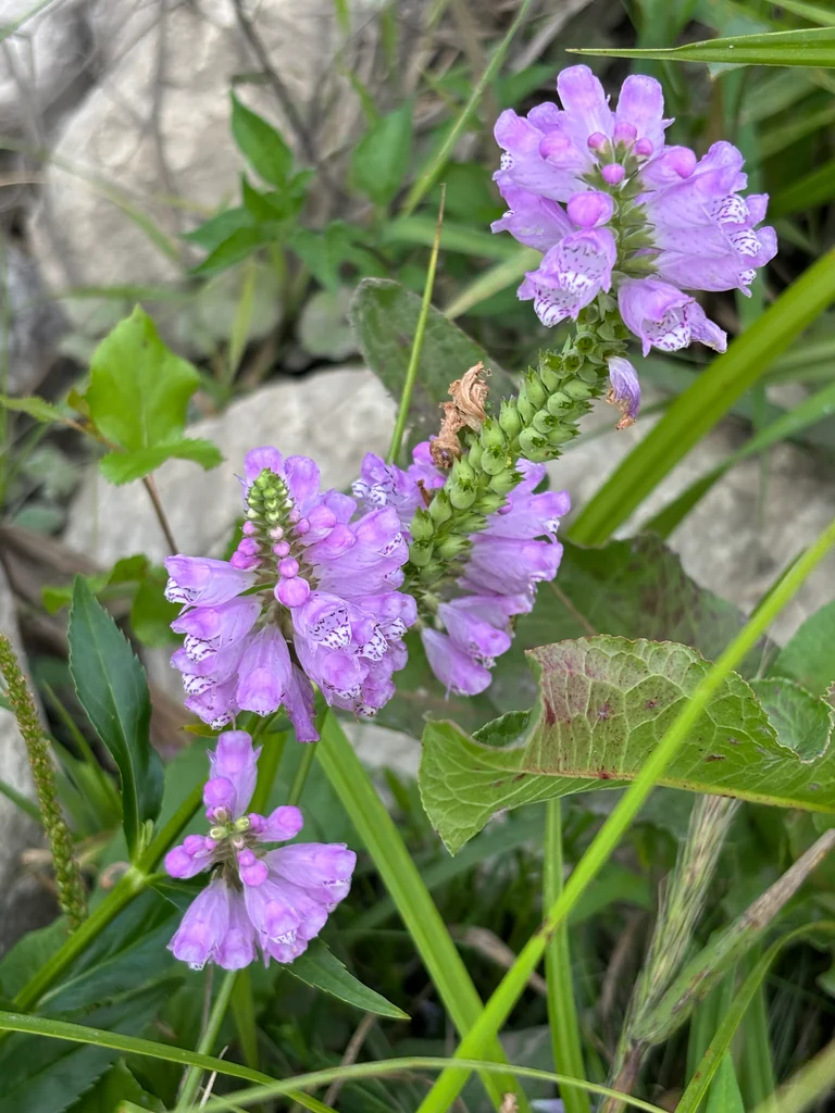 Physostegia Virginiana