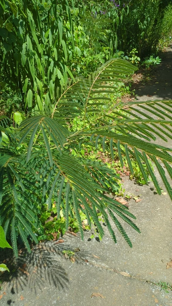 Albizia Julibrissin