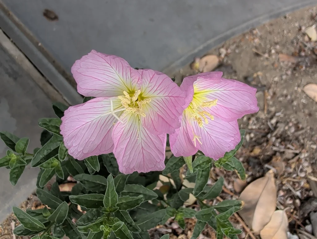 Oenothera Speciosa