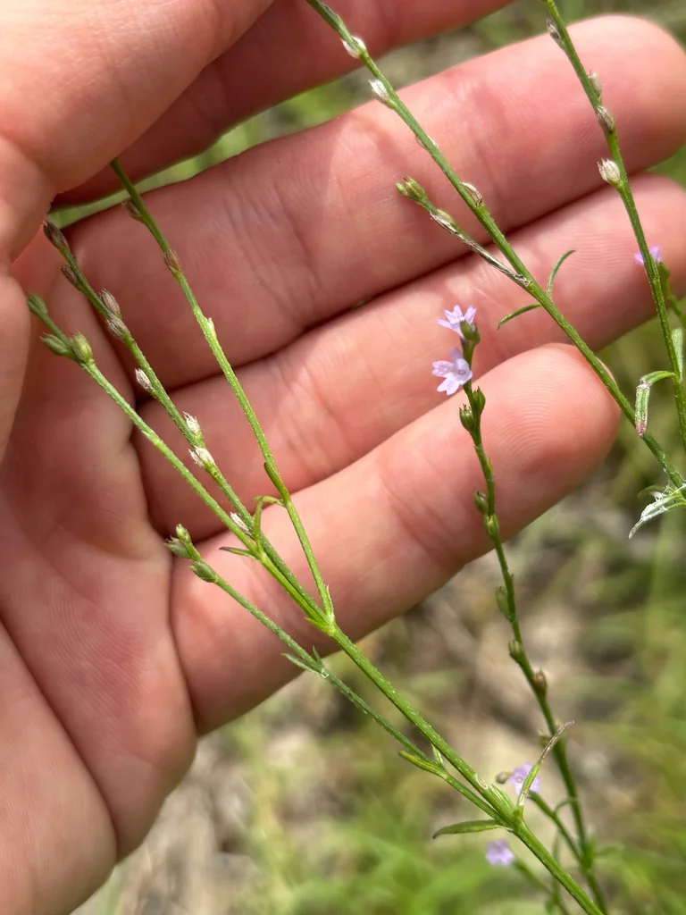Verbena Halei