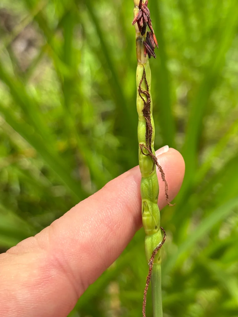 Tripsacum Dactyloides