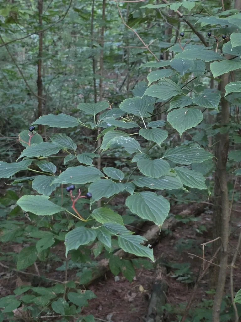 Cornus Alternifolia