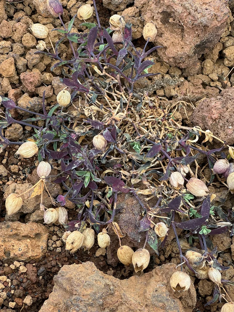 Silene Uniflora