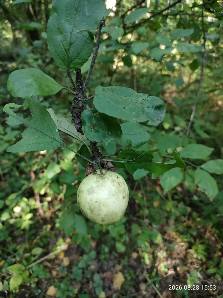 Malus Pumila