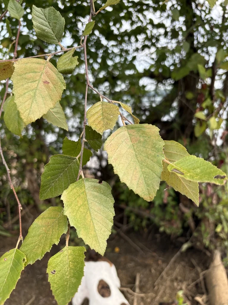 Betula Nigra