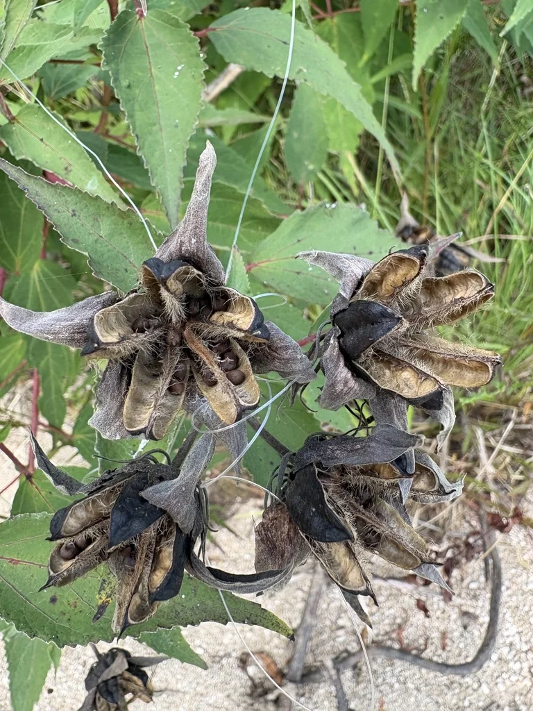 Hibiscus Moscheutos