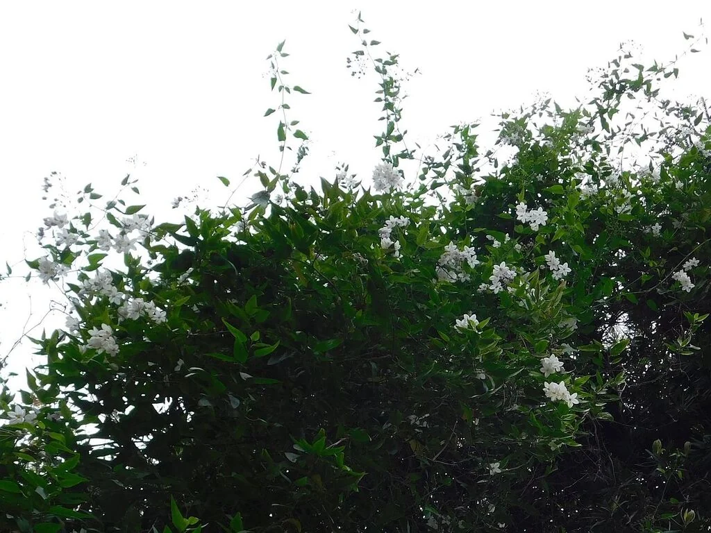 Solanum Laxum