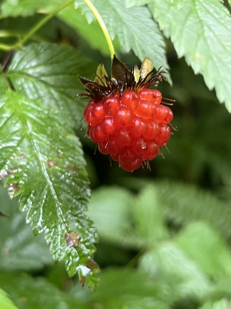 Rubus Spectabilis